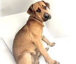 Small Boxer Mix
