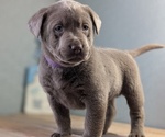 Small #3 Labrador Retriever
