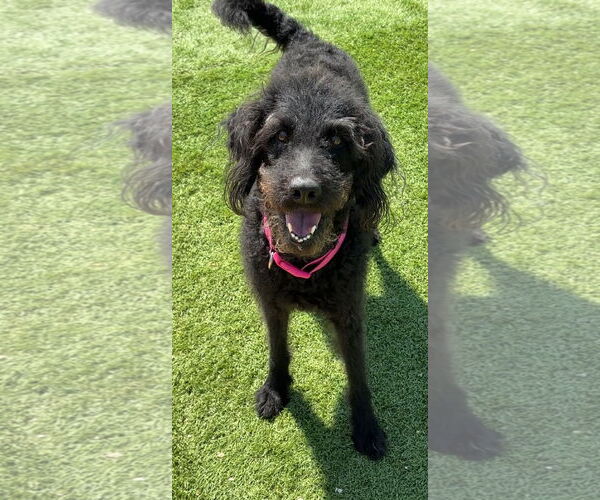 Medium Photo #2 Labradoodle Puppy For Sale in Harrison, AR, USA