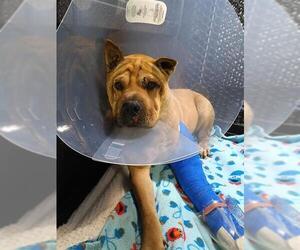 Medium Chinese Shar-Pei Mix