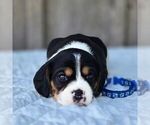 Small #1 Beaglier