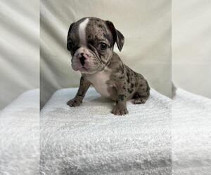 French Bulldog Puppy for sale in CHARLESTON, SC, USA