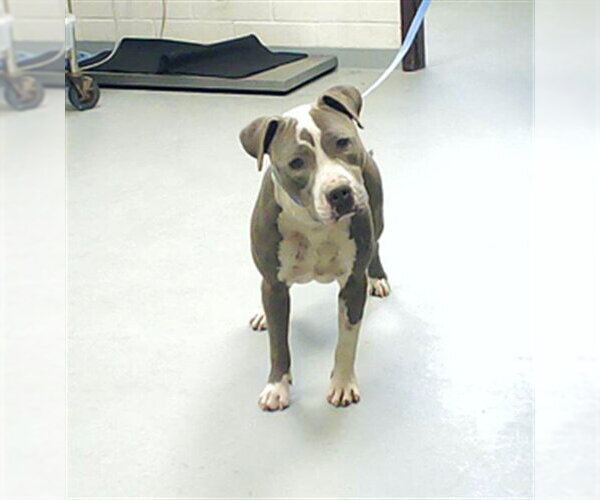 Medium Photo #1 Mutt Puppy For Sale in Fayetteville, NC, USA