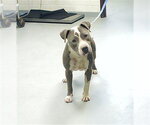 Small Mutt