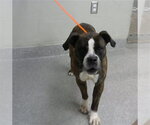 Small Boxer Mix