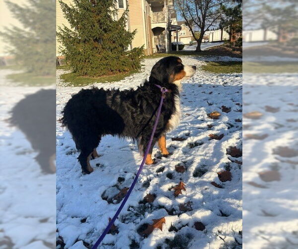 Medium Photo #3 Bernese Mountain Dog Puppy For Sale in Fort Wayne, IN, USA