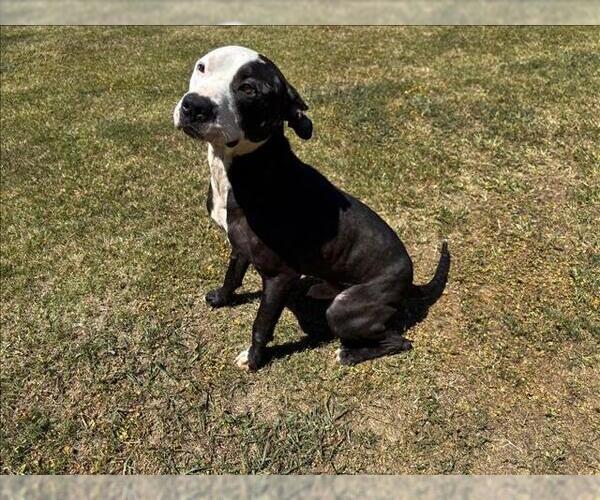Medium Photo #1 Mutt Puppy For Sale in Grovetown, GA, USA