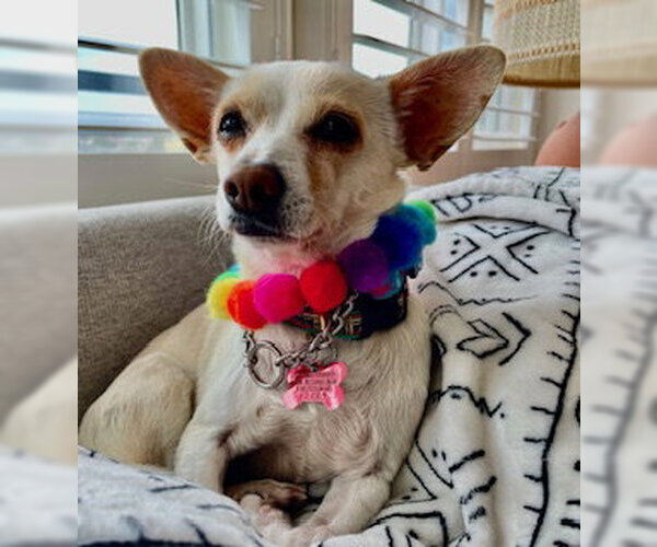 Medium Photo #3 Chihuahua-Unknown Mix Puppy For Sale in San Diego, CA, USA