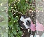 JAGGER - Male Mutt Dog for Adoption - Small photo