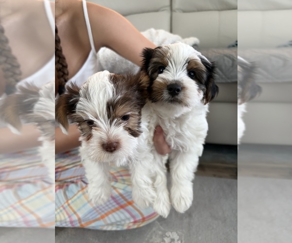 Medium Photo #1 Yorkshire Terrier Puppy For Sale in LAKEWOOD RANCH, FL, USA