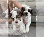 Small Yorkshire Terrier