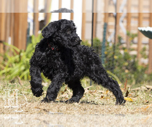 Goldendoodle-Poodle (Standard) Mix Puppy for sale in ELLENBORO, NC, USA
