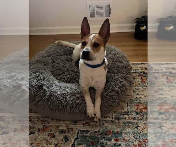 Medium Photo #5 Mutt Puppy For Sale in Kennesaw, GA, USA