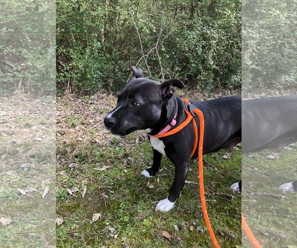 Medium Photo #12 American Staffordshire Terrier-Unknown Mix Puppy For Sale in Holly Springs, NC, USA