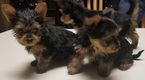 Small Photo #7 Yorkshire Terrier Puppy For Sale in SUWANEE, GA, USA