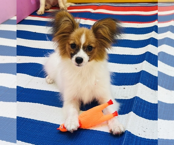 Medium Photo #3 Papillon Puppy For Sale in DRY PRONG, LA, USA