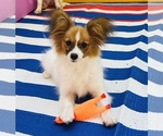 Small #2 Papillon
