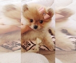Hand delivery - Female Pomeranian Puppy for Sale - Photo #6