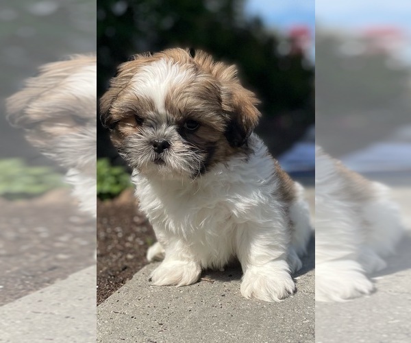Medium Photo #5 Shih Tzu Puppy For Sale in CANOGA, NY, USA