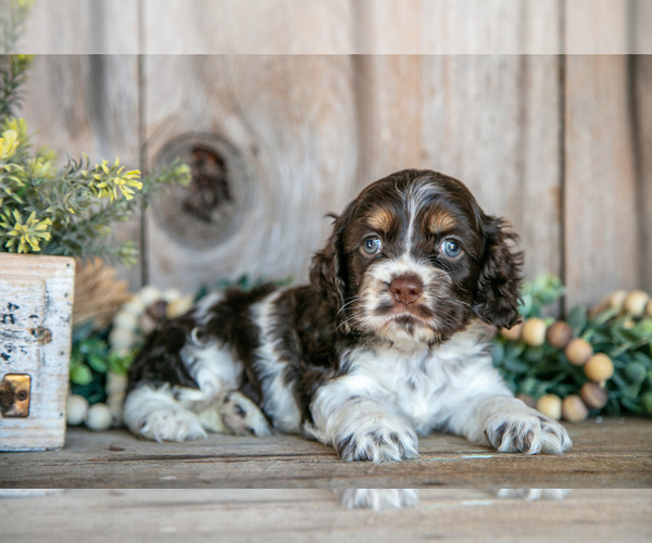 Medium Photo #2 Cocker Spaniel Puppy For Sale in BALTIC, OH, USA