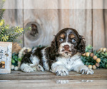 Small #1 Cocker Spaniel