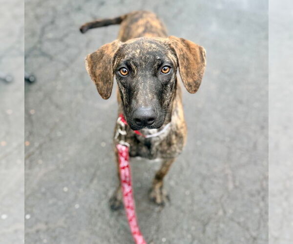 Medium Photo #6 Plott Hound-Unknown Mix Puppy For Sale in Canton, CT, USA