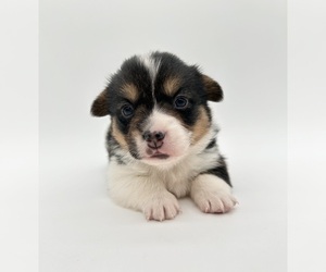 Pembroke Welsh Corgi Puppy for sale in FAIRBANK, IA, USA