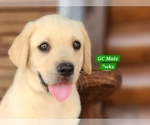 Puppy Yellow GC Labrador Retriever