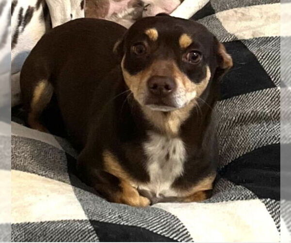 Medium Photo #3 Chiweenie Puppy For Sale in Grafton, WI, USA