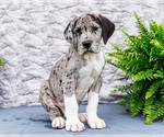 Small #2 Great Dane
