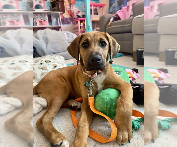 Medium Photo #1 Coonhound-Labrador Retriever Mix Puppy For Sale in Springdale, PA, USA