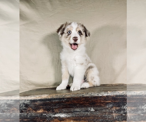 Medium Photo #2 Australian Shepherd Puppy For Sale in OCALA, FL, USA