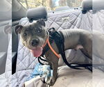 Small #3 American Pit Bull Terrier-American Staffordshire Terrier Mix