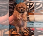 Small Photo #2 Shih Tzu Puppy For Sale in SCOTTSDALE, AZ, USA