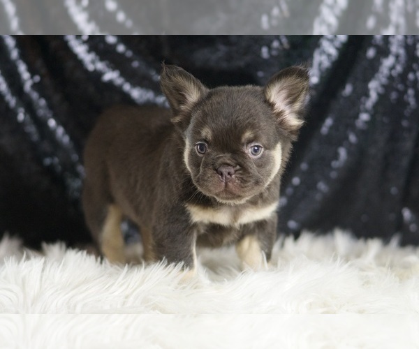 Medium Photo #75 French Bulldog Puppy For Sale in WARSAW, IN, USA