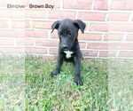 Small #4 Australian Shepherd-English Cream Golden Retriever Mix