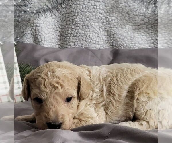 Medium Photo #2 Bichpoo Puppy For Sale in ARTHUR, IL, USA