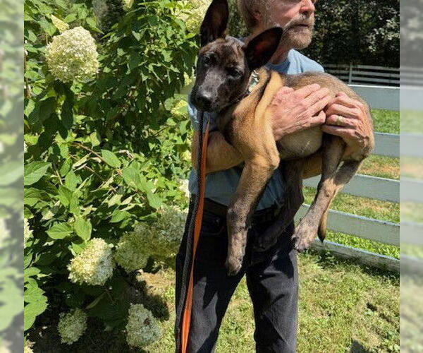 Medium Photo #3 Mutt Puppy For Sale in Stevens Point, WI, USA