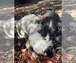 Small Photo #18 Australian Shepherd-F2 Aussiedoodle Mix Puppy For Sale in RALEIGH, NC, USA