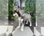 Small Photo #3 Siberian Husky Puppy For Sale in LYNNWOOD, WA, USA