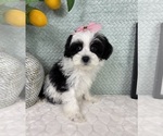 Small #2 Maltipoo (Toy)
