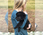 Small Photo #5 Poodle (Toy) Puppy For Sale in WOODSTOCK, CT, USA