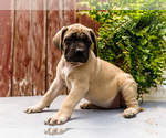 Puppy Hazel Mastiff