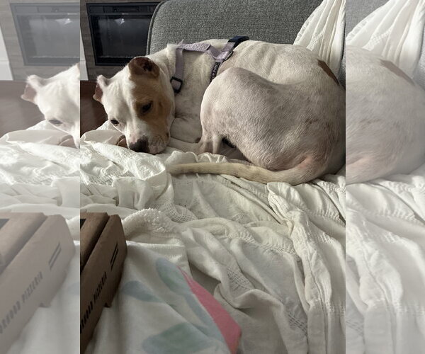 Medium Photo #2 American Pit Bull Terrier-Unknown Mix Puppy For Sale in Holly Springs, NC, USA