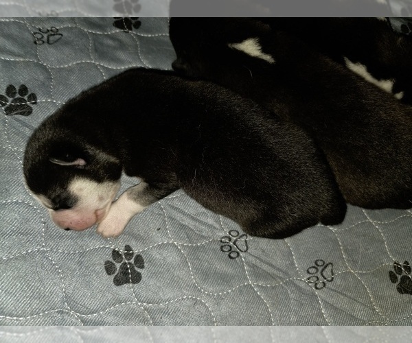 Medium Photo #67 Siberian Husky Puppy For Sale in ALTON, IL, USA