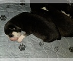 Small Photo #67 Siberian Husky Puppy For Sale in ALTON, IL, USA