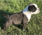 Small Photo #4 American Bully Puppy For Sale in GALVEZ, LA, USA