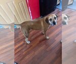 Small Photo #4 Mastiff-Unknown Mix Puppy For Sale in Belleuve, NE, USA