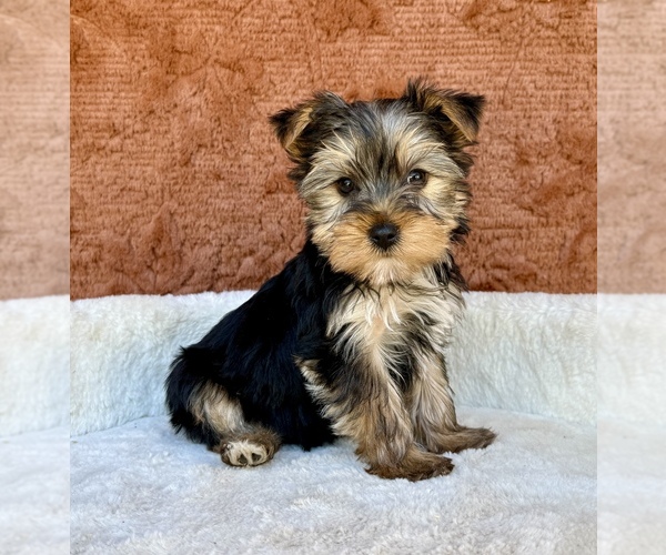 Medium Photo #1 Yorkshire Terrier Puppy For Sale in OCALA, FL, USA