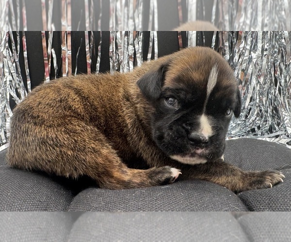 Medium Photo #7 Boxer Puppy For Sale in PAWNEE CITY, NE, USA